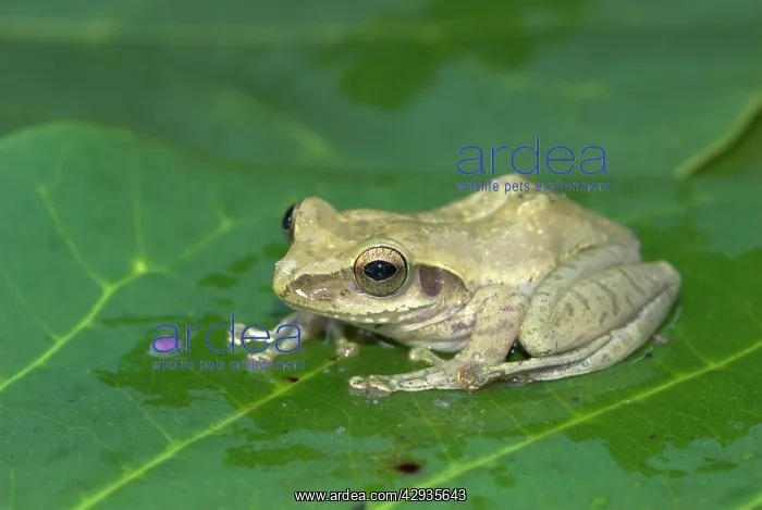 : Mantidactylus Tornieri - Endemic : Mantidactylus Tornieri - Endemic