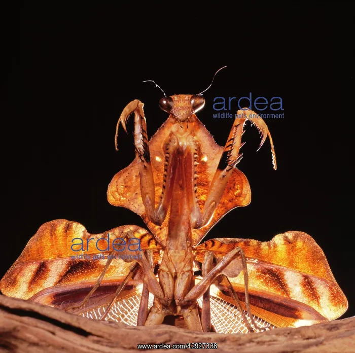  : MANTIS - C / U FACING - threat display