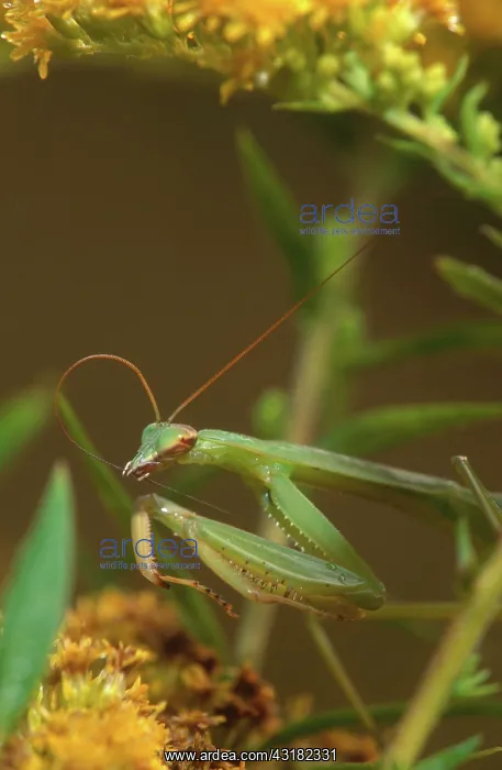 : Mantis Cleaning Antenna : Mantis Cleaning Antenna