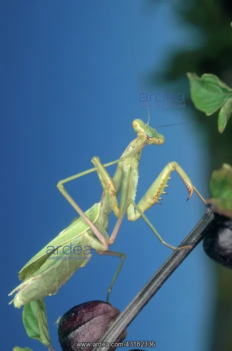 : Mantis Cleaning Foot : Mantis Cleaning Foot