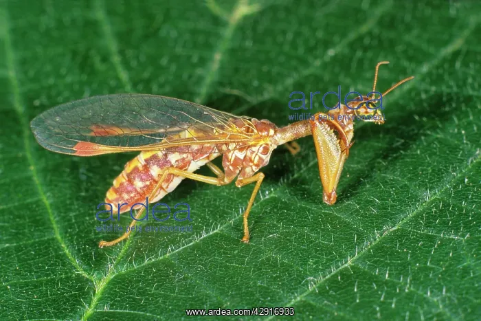 : Mantis Fly / Mantis Lacewing - on leaf : Mantis Fly / Mantis Lacewing - on leaf
