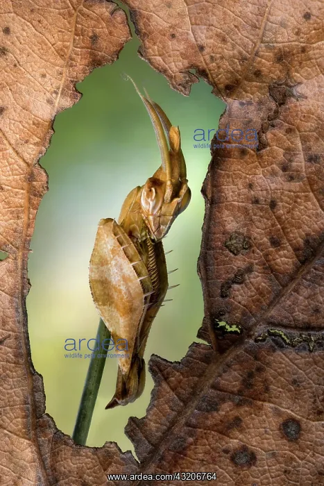 : Mantis (Gongylus gongylodes) : Mantis (Gongylus gongylodes)