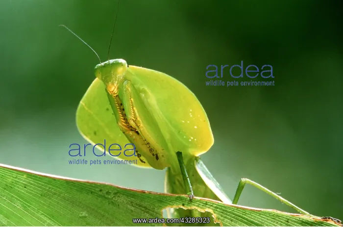 : MANTIS - LOOKS LIKE LEAF : MANTIS - LOOKS LIKE LEAF