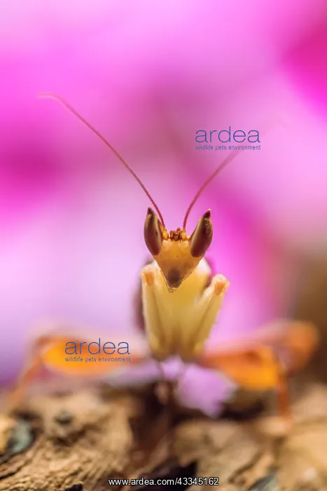 : Mantis, male of the African flower mantis (Pseudocreobotra : Mantis, male of the African flower mantis (Pseudocreobotra