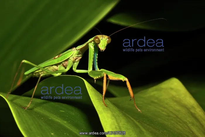 : Mantis (Mantis sp.), Andasibe, Madagascar, Africa : Mantis (Mantis sp.), Andasibe, Madagascar, Africa