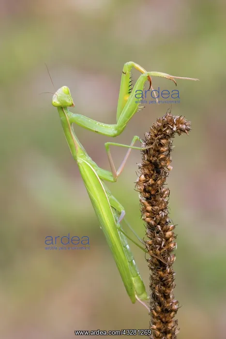 : Mantis (Mantodea) sits on a dry plant, Istria, Croatia : Mantis (Mantodea) sits on a dry plant, Istria, Croatia