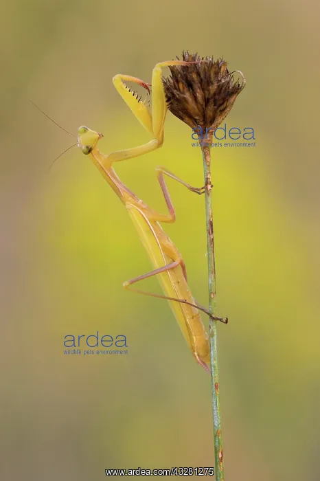 : Mantis (Mantodea) sits on a dry plant, Istria, Croatia : Mantis (Mantodea) sits on a dry plant, Istria, Croatia