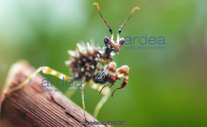 : Mantis, nymph of the African flower mantis (Pseudocreobotra : Mantis, nymph of the African flower mantis (Pseudocreobotra