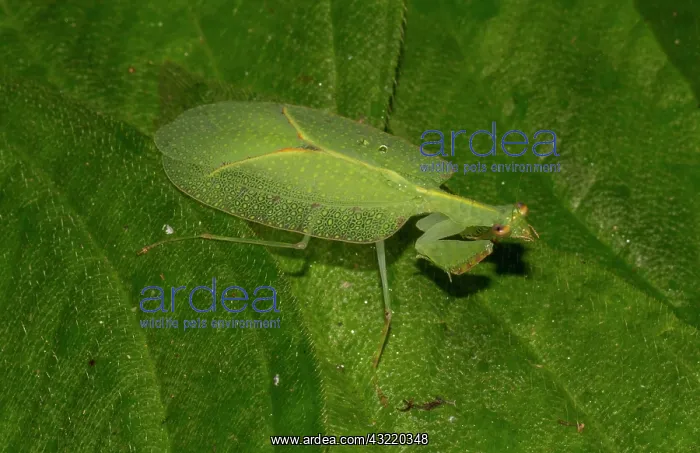 : Mantis (Platycalymma viettei), extremely rare, in : Mantis (Platycalymma viettei), extremely rare, in