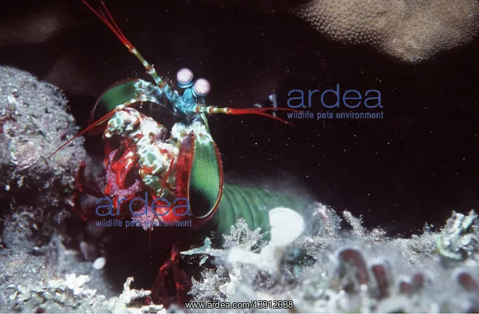 : MANTIS SHRIMP : MANTIS SHRIMP