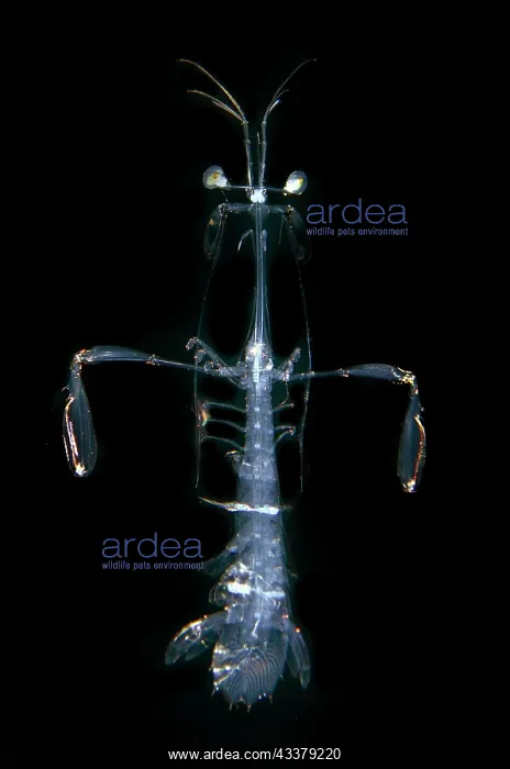 : Mantis Shrimp : Mantis Shrimp