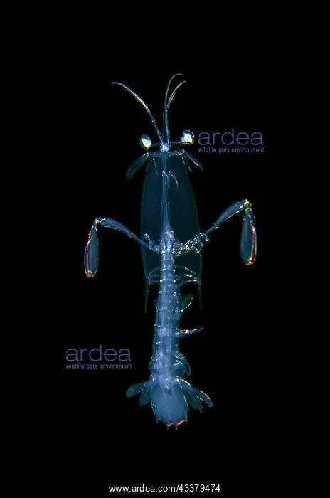 : Mantis Shrimp : Mantis Shrimp