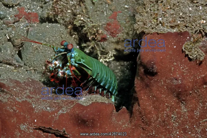 : Mantis Shrimp - this bright little carnivore hunts : Mantis Shrimp - this bright little carnivore hunts