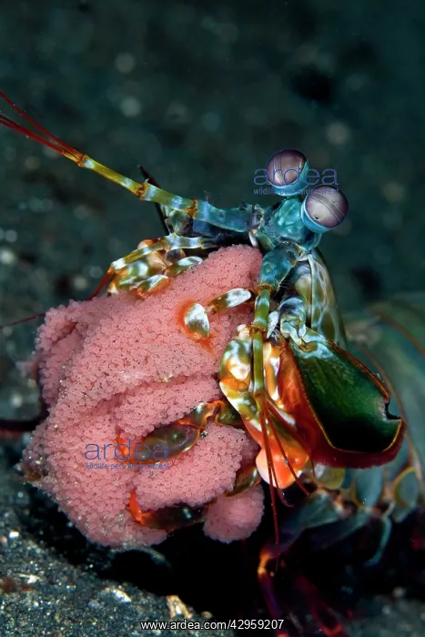 : Mantis Shrimp - with eggs : Mantis Shrimp - with eggs