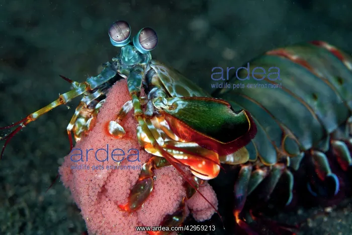 : Mantis Shrimp - with eggs : Mantis Shrimp - with eggs