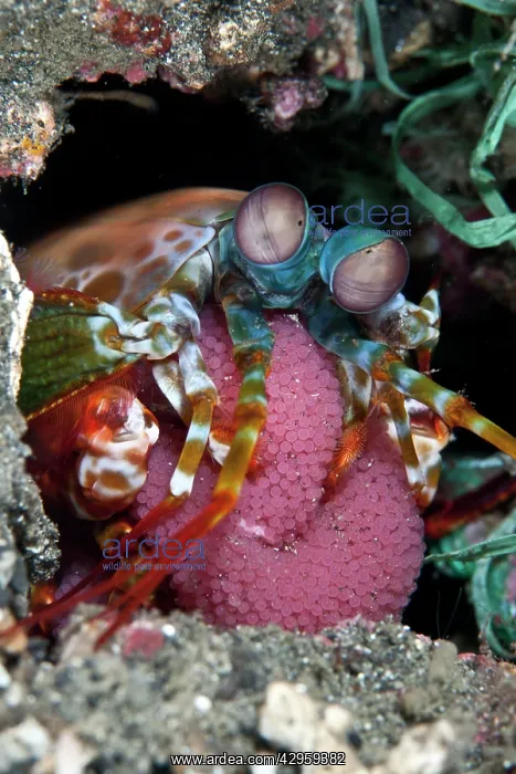 : Mantis Shrimp - with eggs : Mantis Shrimp - with eggs