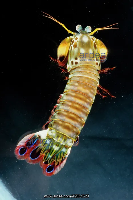 : Mantis shrimp. Like namesake Praying mantis, has : Mantis shrimp. Like namesake Praying mantis, has