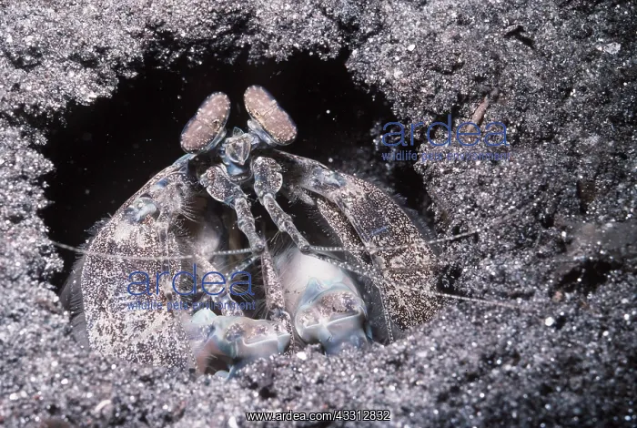 : MANTIS SHRIMP - LOOKS OUT HOLE : MANTIS SHRIMP - LOOKS OUT HOLE