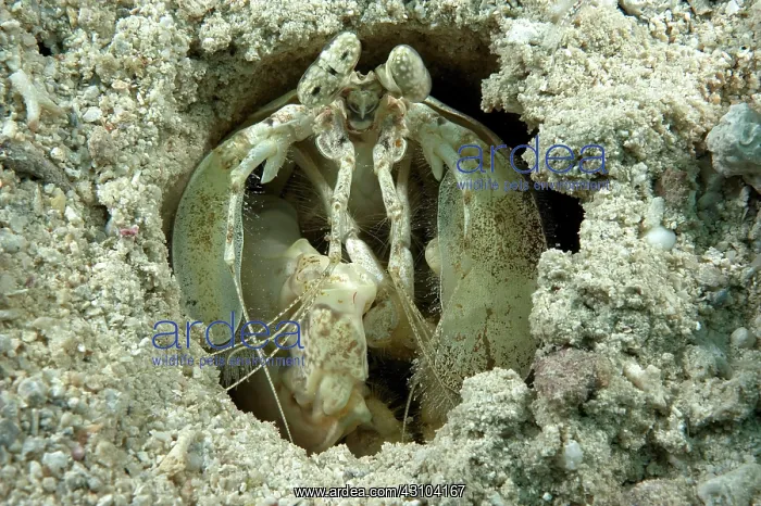 : Mantis shrimp (Lysiosquillina glabriuscula) looking : Mantis shrimp (Lysiosquillina glabriuscula) looking