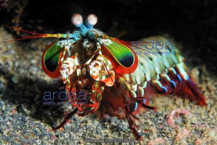 : Mantis shrimp (Odontodactylus scyllarus) in front : Mantis shrimp (Odontodactylus scyllarus) in front