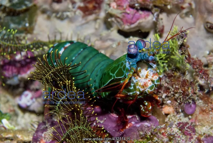 : Mantis shrimp (Stomatopoda) using club-like : Mantis shrimp (Stomatopoda) using club-like