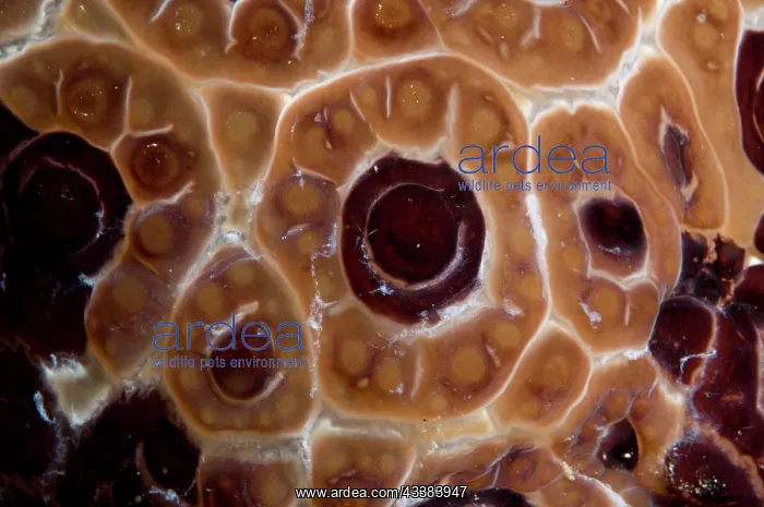 : Mantle of Grand Pleurobranch : Mantle of Grand Pleurobranch