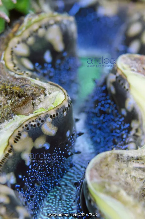 : Mantle of Small Giant Clam - NusaBay Menjangan Hotel house r : Mantle of Small Giant Clam - NusaBay Menjangan Hotel house r