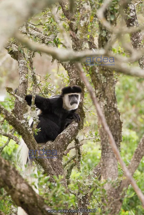 : Mantled Colobus : Mantled Colobus