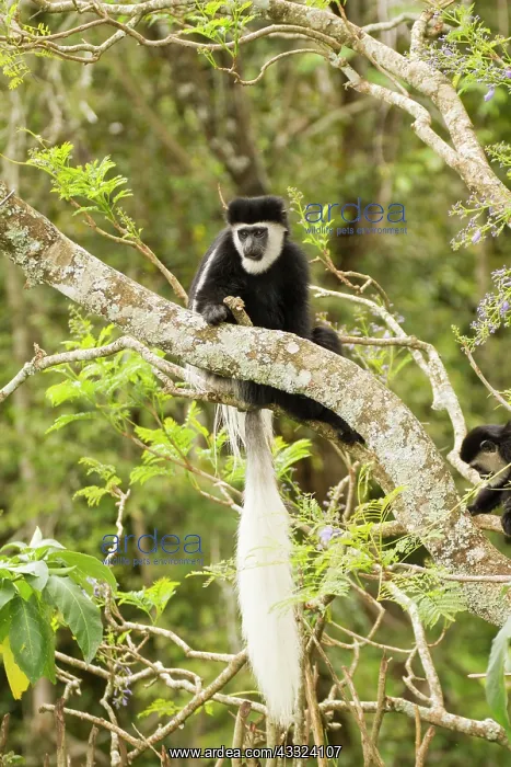 : Mantled Colobus : Mantled Colobus