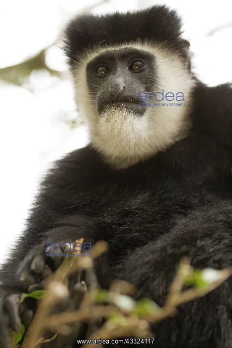 : Mantled Colobus : Mantled Colobus