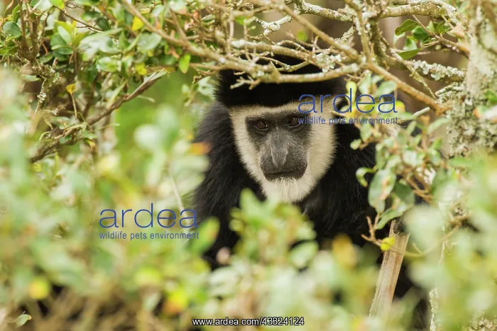 : Mantled Colobus : Mantled Colobus