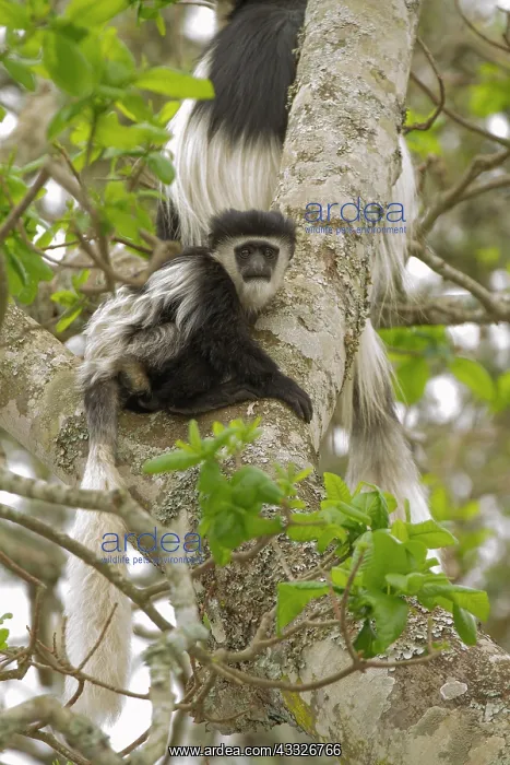: Mantled Colobus : Mantled Colobus