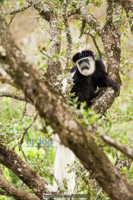 : Mantled Colobus : Mantled Colobus