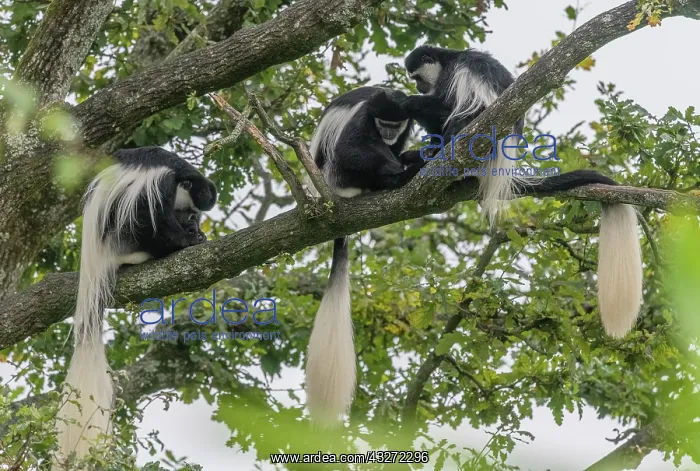 : Mantled guereza, Colobus guereza, grooming in tree : Mantled guereza, Colobus guereza, grooming in tree