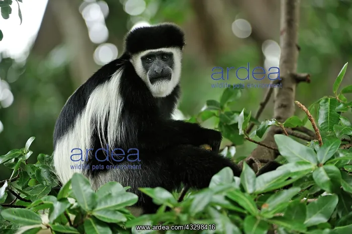 : Mantled Guereza - Eastern Black-and-white Colubus : Mantled Guereza - Eastern Black-and-white Colubus