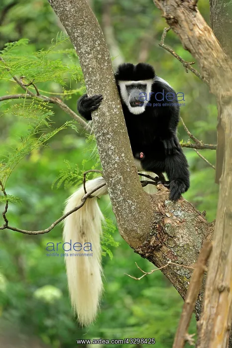: Mantled Guereza - Eastern Black-and-white Colubus : Mantled Guereza - Eastern Black-and-white Colubus