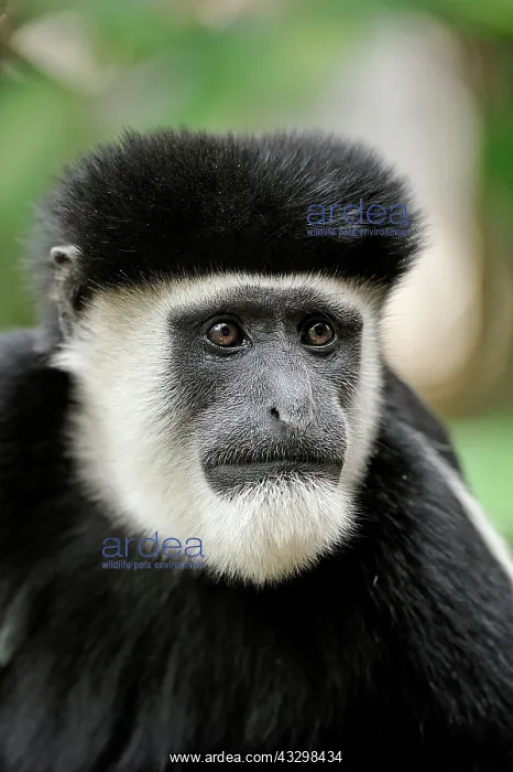 : Mantled Guereza - Eastern Black-and-white Colubus : Mantled Guereza - Eastern Black-and-white Colubus