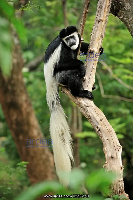 : Mantled Guereza - Eastern Black-and-white Colubus : Mantled Guereza - Eastern Black-and-white Colubus