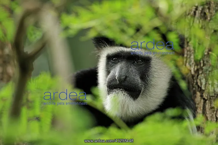 : Mantled Guereza - Eastern Black-and-white Colubus : Mantled Guereza - Eastern Black-and-white Colubus