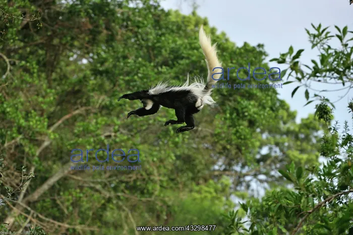 : Mantled Guereza - Eastern Black-and-white Colubus : Mantled Guereza - Eastern Black-and-white Colubus