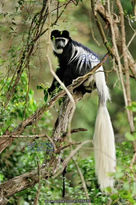 : Mantled Guereza - Eastern Black-and-white Colubus : Mantled Guereza - Eastern Black-and-white Colubus