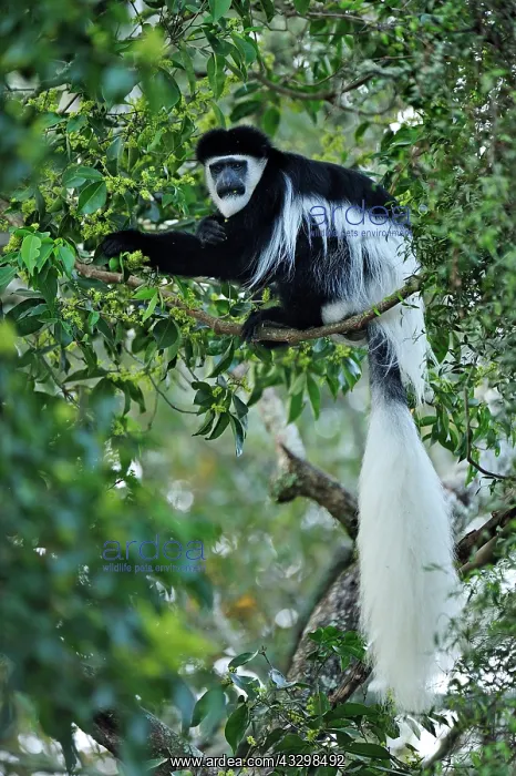 : Mantled Guereza - Eastern Black-and-white Colubus