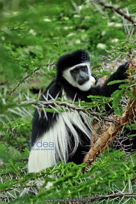 : Mantled Guereza - Eastern Black-and-white Colubus : Mantled Guereza - Eastern Black-and-white Colubus