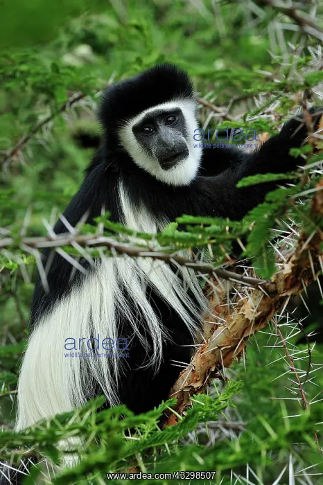 : Mantled Guereza - Eastern Black-and-white Colubus : Mantled Guereza - Eastern Black-and-white Colubus