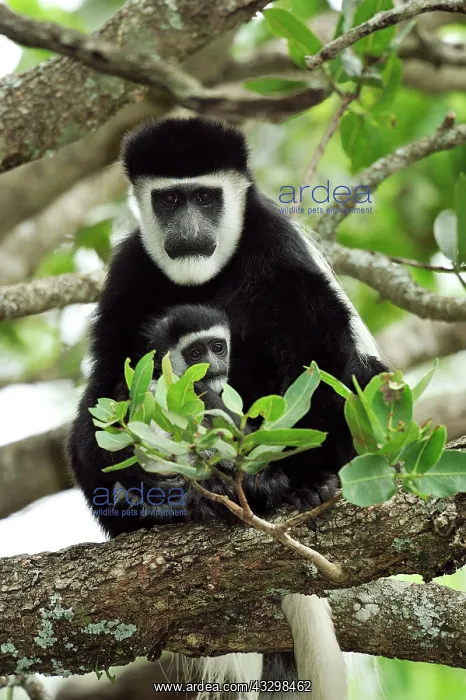 : Mantled Guereza / Eastern Black and White Colubus : Mantled Guereza / Eastern Black and White Colubus