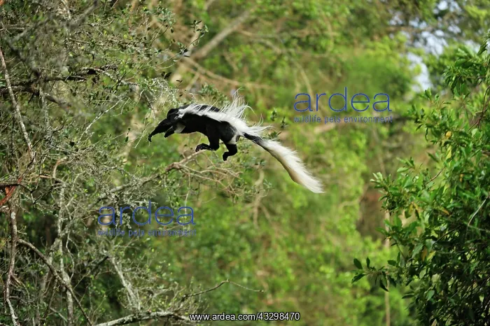 : Mantled Guereza / Eastern Black and White Colubus : Mantled Guereza / Eastern Black and White Colubus