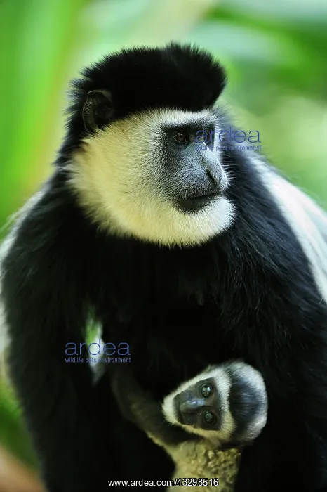 : Mantled Guereza / Eastern Black and White Colubus : Mantled Guereza / Eastern Black and White Colubus