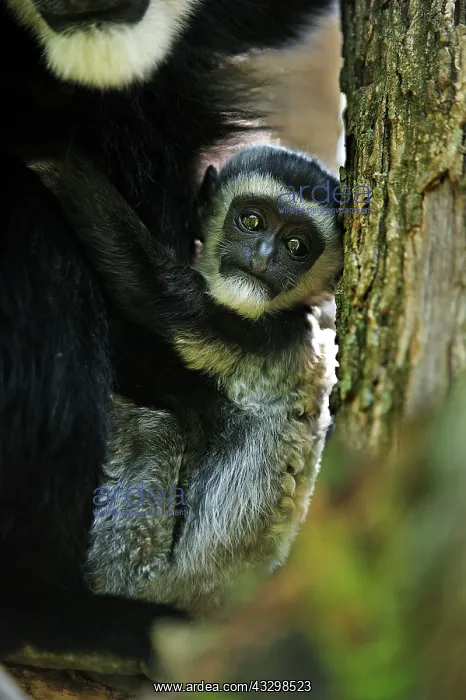 : Mantled Guereza / Eastern Black and White Colubus : Mantled Guereza / Eastern Black and White Colubus