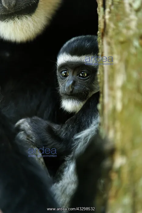 : Mantled Guereza / Eastern Black and White Colubus : Mantled Guereza / Eastern Black and White Colubus