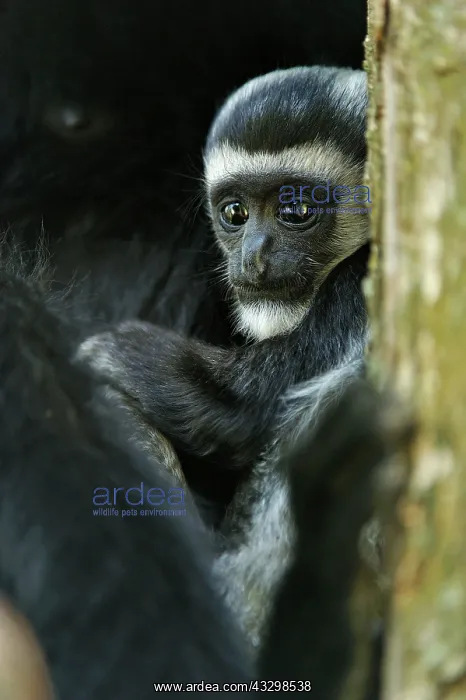 : Mantled Guereza / Eastern Black and White Colubus : Mantled Guereza / Eastern Black and White Colubus